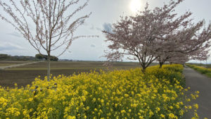 2020/04/17 思川桜