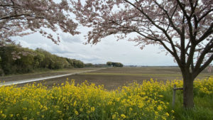 2020/04/17 思川桜